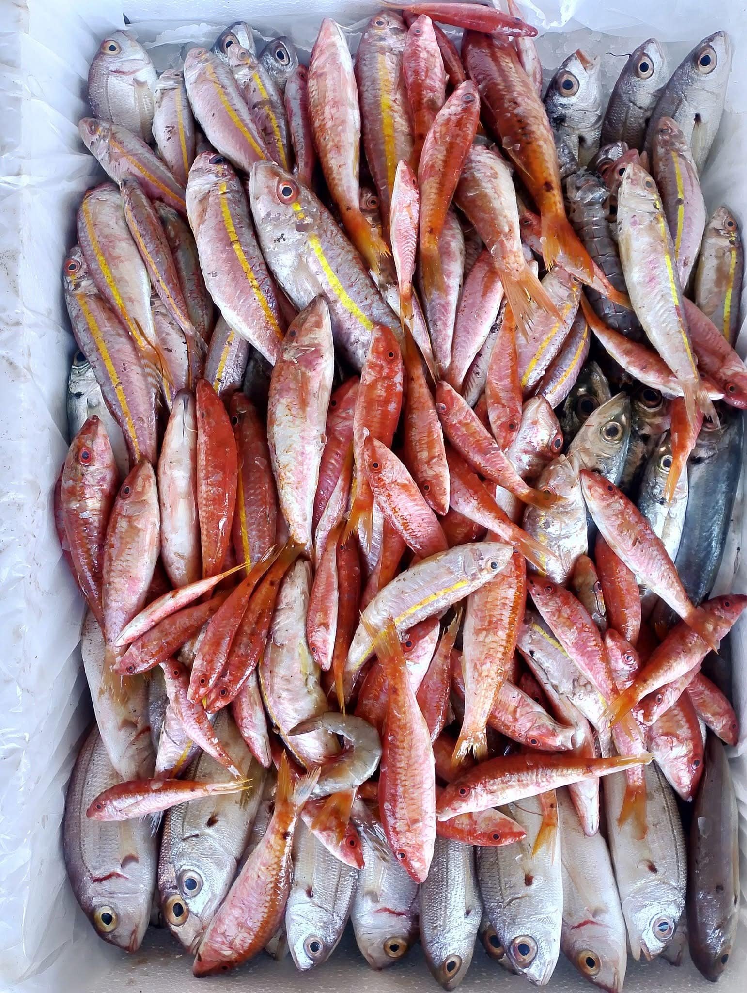 Port workers moving fresh catch